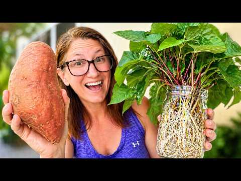 Grow Slips From Store Bought Sweet Potatoes
