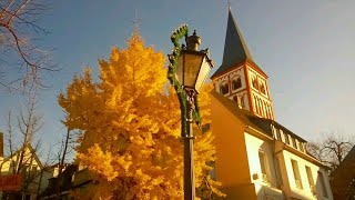 ФУТАЖИ ДЛЯ МОНТАЖА. Осень в городе. Пожелтевщее дерево на фоне католического собора.