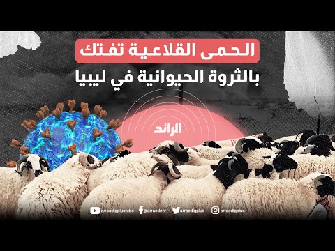 الحمى القلاعية تفتك بالثروة الحيوانية في ليبيا