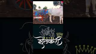 बैलपोळा महाराष्ट्र बेंदुर 2023/बावधन/Bailpola/ Hori habba/बळीराजाची_लेकरं/ Bull Animal Festival