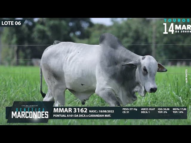 LOTE 06   MMAR 3162