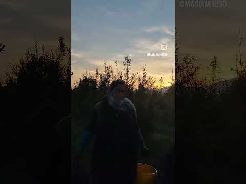 کشاورزی کارگران انسان انار خارجی