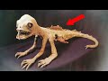 The Most Surprising Discoveries in Archaeology!