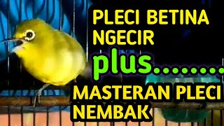 PLECI BETINA NGECIR plus MASTERAN PLECI efektif untuk mempercepat pleci buka paruh dan pleci gacor.