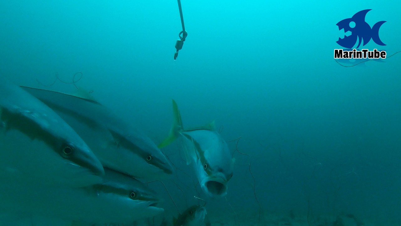 [Шок] Ловля рыбы на живца с молодью желтохвоста и тунца