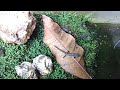 おれのかわいいｼﾘｹﾝｷｯｽﾞをみてくれ　2026.04.17