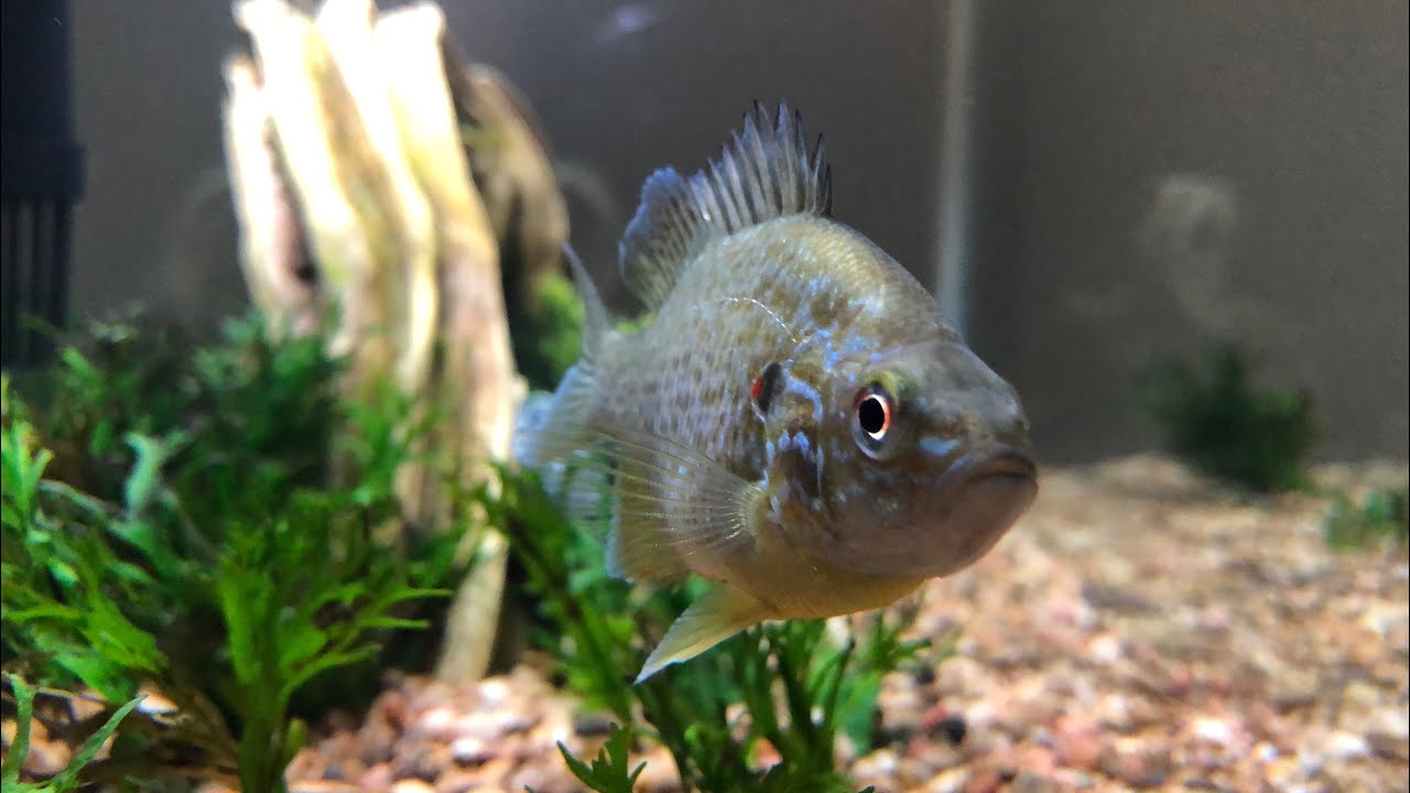 Pet Sunfish Feeding YouTube