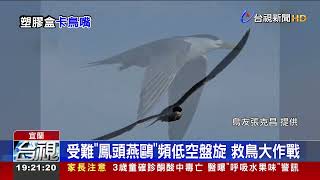 直擊鳳頭燕鷗嘴上卡塑膠盒 無法進食