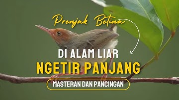 PRENJAK BETINA GACOR, NGETIR PANJANG MEMANGGIL JANTAN DI ALAM LIAR COCOK BUAT MASTERAN DAN PANCINGAN