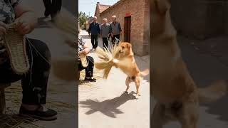 Bamboo weaving crafts, my rural life, confusing behaviors of animals, interesting rural stories, B