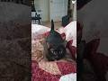 #foryou #funny #cat #shortvideo #yutube