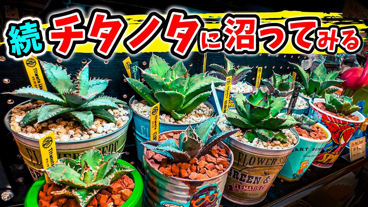 アガベ チタノタ　農大　鉢ごと発送　親株　ドライガーデン チタノタ】 ドライガーデン大好き野郎が再びオテロイに手を出してみる