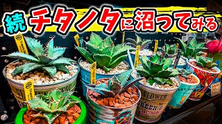 チタノタ】 ドライガーデン大好き野郎が再びオテロイに手を出してみる