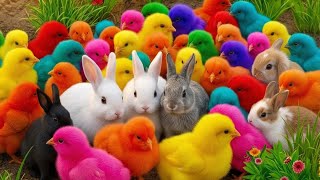 Tangkap Ayam Lucu, Ayam Warna Warni, Ayam Rainbow Gokil, Kelinci, Kucing Lucu, Bebek, Hewan Lucu