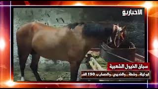 ابو ليلة اسرع حصان في مصر.. سباق الخيول الشعبية