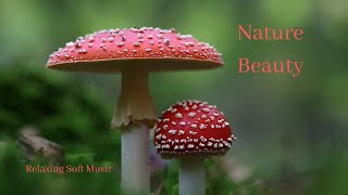 🍄 MUSHROOMS - RELAXING SOFT MUSIC screenshot 2