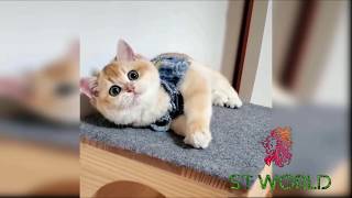 Baby Cats - Cute And Funny Cat Videos Compilation #02-2020