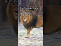 Emek Harcadığın İnsanlar BirGün Seni..Harcadığında BÜYÜYECEKSiN..🦅 #storyliksözler #lion #shorts