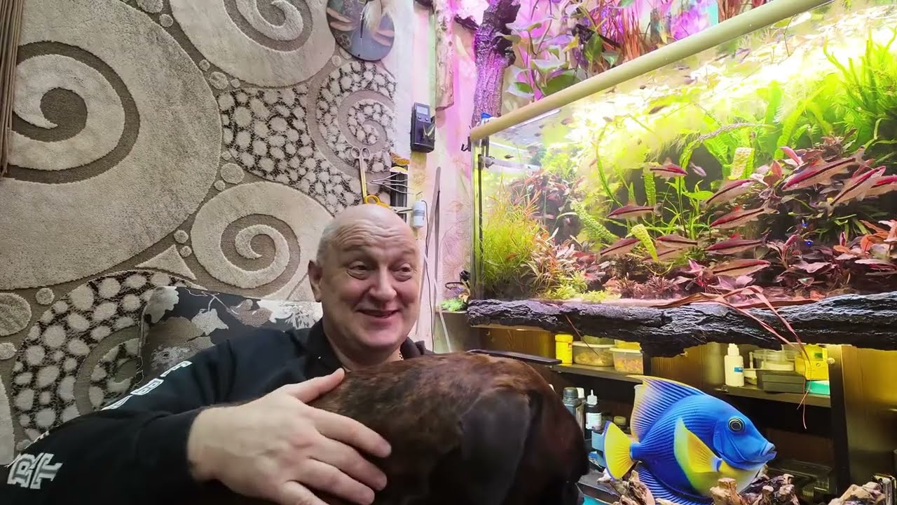 Аквариумный рай. 50 литровый аквариум обзор . Пристелла гло . Жёлтый кардинал.