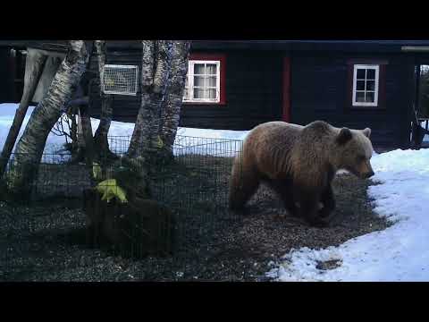 Video: Er en bjørn en rovdyr?