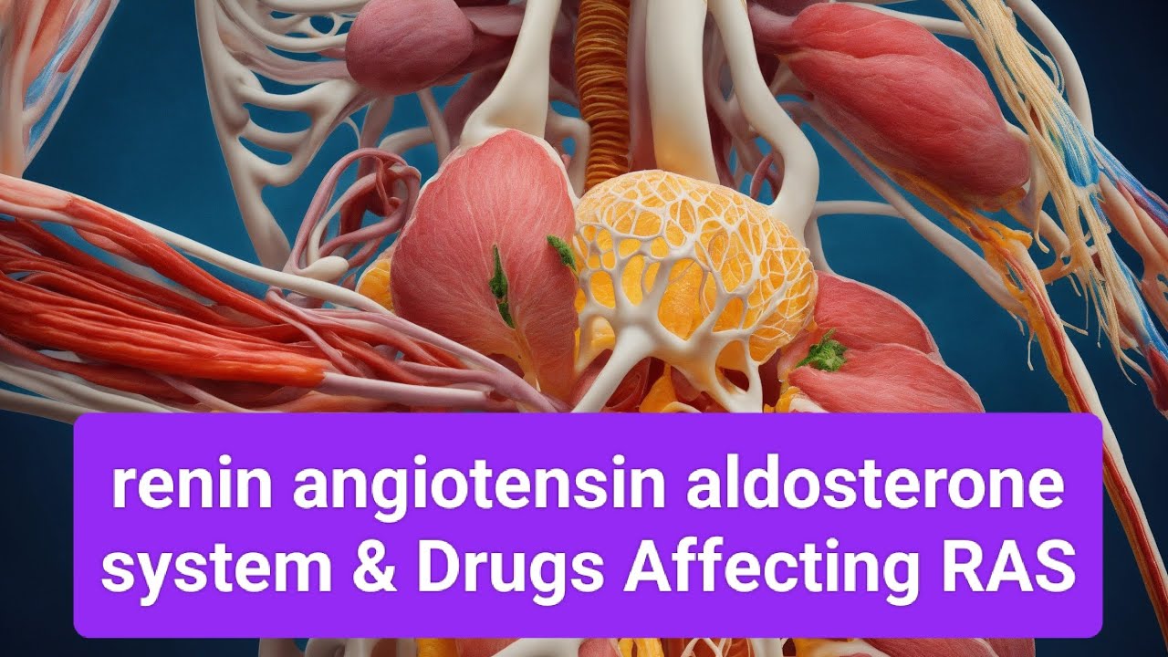 renin angiotensin aldosterone system & Drugs Affecting RAAS - YouTube
