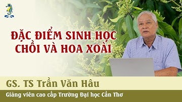 KỸ THUẬT TRỒNG VÀ CHĂM SÓC XOÀI -  Đặc điểm sinh học chồi và hoa Xoài