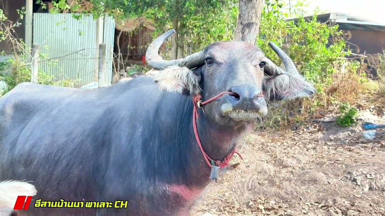 เปิดแบ่งปันทายาท:จ้าวดาวอุดร ☎️084-9538454:พ่อกิจ (ศิริโชคฟาร์มควายงาม) อ.กุดจับ จ.อุดรธานี 