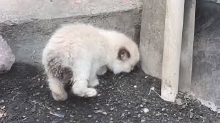 Abandoned kitten searched for food by trash, eventually adopted by a loving person.#kittenrescue by Animal Care Haven 82,343 views 3 months ago 9 minutes, 23 seconds