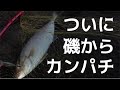 ＃２　磯からショアジギングで５種目！？