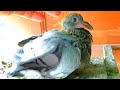 Почтовые голуби размножаются и тетеревятник/Homing pigeons breed and goshawk