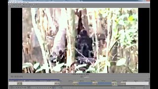 PART 5 of Mississippi Skunkape  - TAKING A BITE