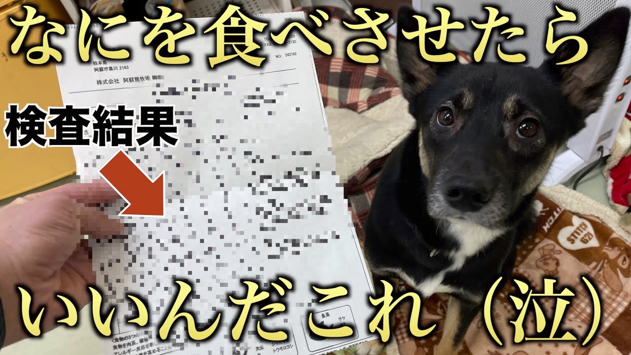 【元保護犬】アレルギーの精密検査の結果がひどすぎてどうしたらいいかわかりません…