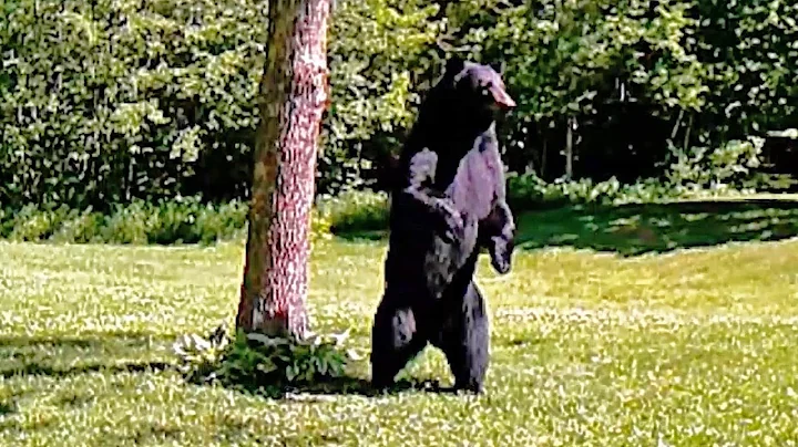 Bear Walks On Two Legs In Back Garden