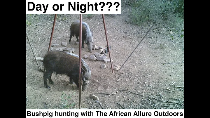 Bush Pig Poll - I want to know from you my viewer