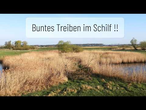 Buntes Treiben im Schilf - Schilfbewohner im April