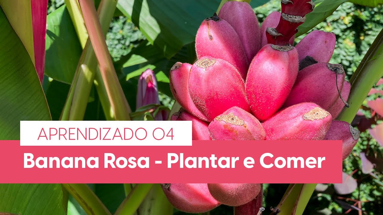 Banana Rosa - Musa velutina - Plantar e Comer - Aprendizado 04 -