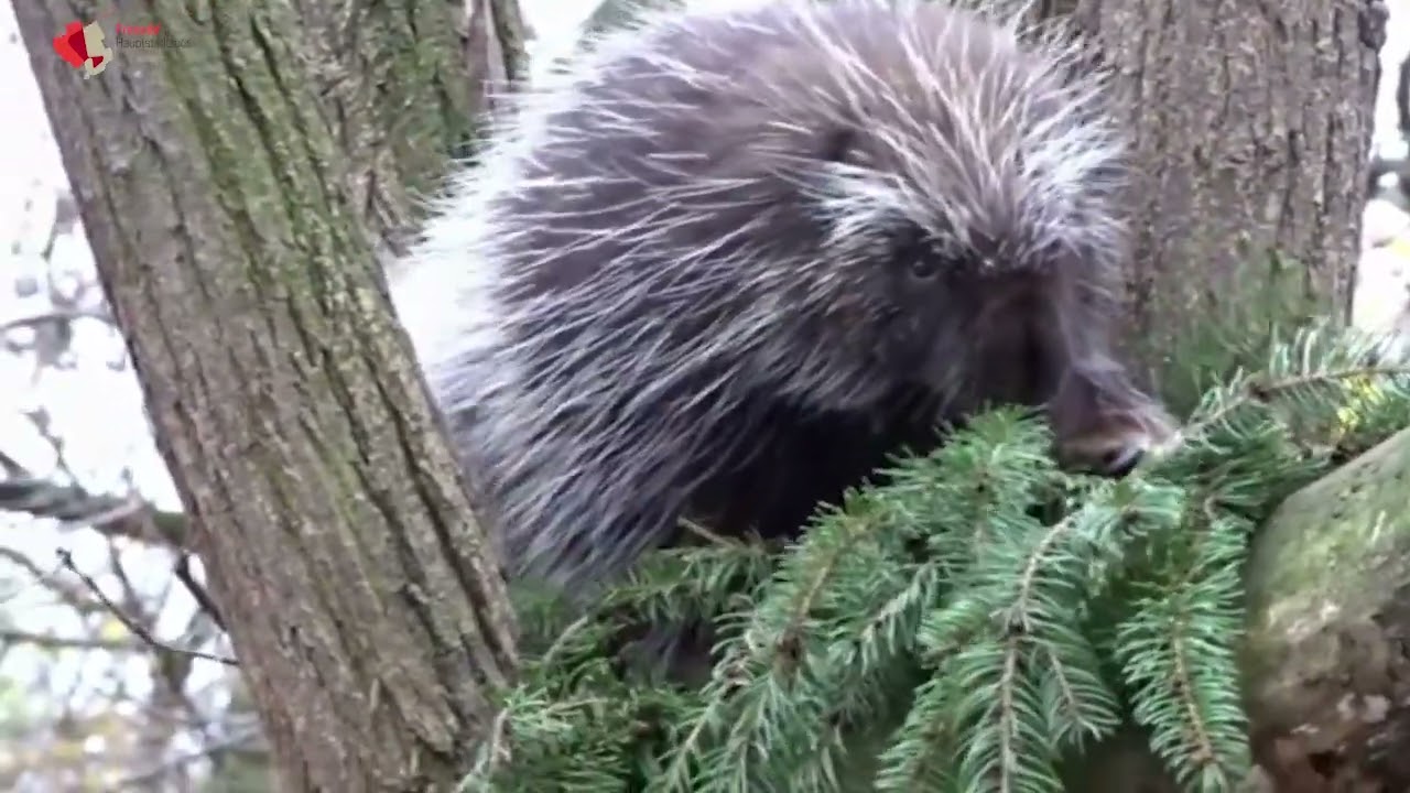 Nicht nur selbst stachelig, sondern mag es auch stachelig - Baumstachler mit Tanne im Tierpark