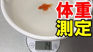 【金魚の体重測定】デジタルスケール買ったので金魚６匹の重さを計ってみたらピンポンパールが重っ・・・【金魚水槽】