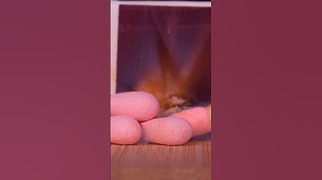 Close-up of Burning Pink Matches in Slow Motion #macro #asmr #satisfying
