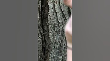 Geocache hidden inside of tree!!