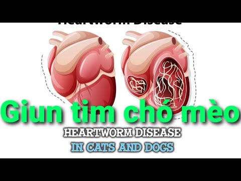 Video: Tháng Tư là Tháng Nhận Thức của Heartworm!