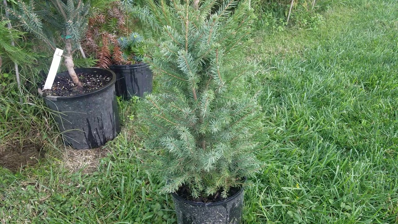 Serbian Spruce (picea omorika) from naturehills.com