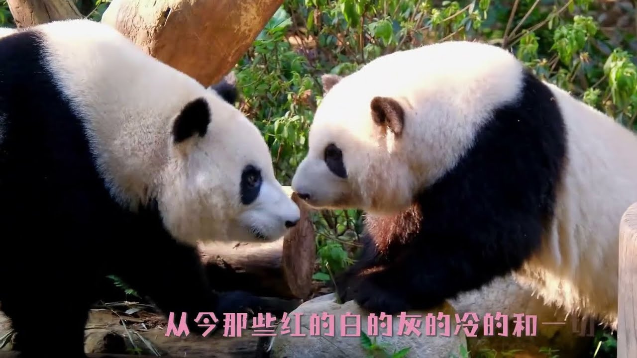 7.03 生日倒计时，花叶明天就4岁啦!🌸🌿: 我们会有很多生日一直在一起💕