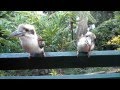 Talking Kookaburras