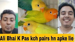 Ali Bhai has some lovebirds pairs for you | AHSAN PETs by AHSAN PETs 705 views 2 days ago 10 minutes, 4 seconds