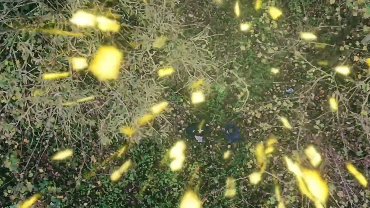 Sortie Dans Les Bois. (01/11/2024)