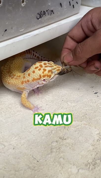 Jangan beli Gecko kalau kalian masih sekolah ‼️😟 #gecko #leopardgecko #peliharagecko #beligecko