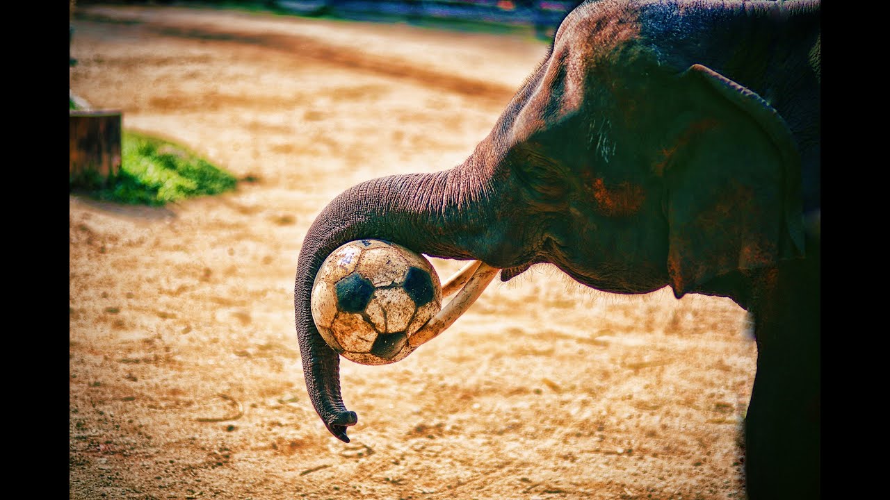 Elephants Playing Soccer Thailand (Ch 26) YouTube