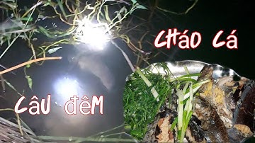 Cắm câu đêm sau cơn mưa cá dính liên tục không kịp gỡ&món cháo cá ăn khuya/long mt vlogs