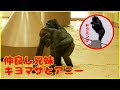 【ゴリラ】仲良しのキヨマサとアニー🦍【gorilla】